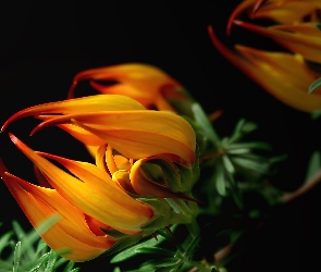 Gazania, Makro, Kwiat