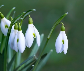 Przebiśniegi