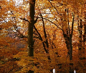 Drzewa, Park, Jesień