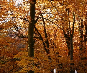 Jesień, Park, Drzewa