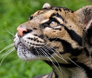 Ocelot, Wąsy, Głowa