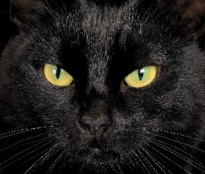 Oczy, Głowa, Czarny, Kot