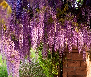 Wiszące, Wisteria, Kwiaty