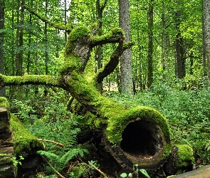 Pień, Leżący, Drzewa, Las, Mech, Rośliny