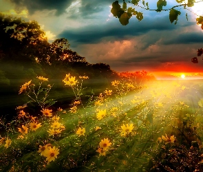 Ostatnie Promienie, Kwiaty, Zachód Słońca