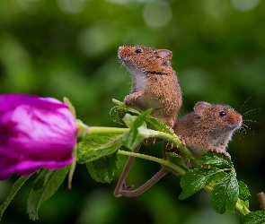 Kwiat, Myszki