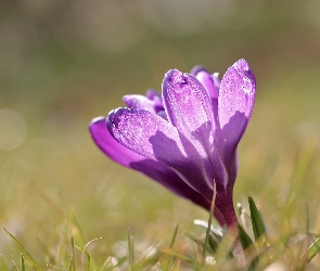 Fioletowy, Kwiat, Krokus