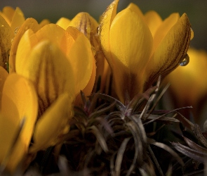 Żółty, Krokus, Kwiat