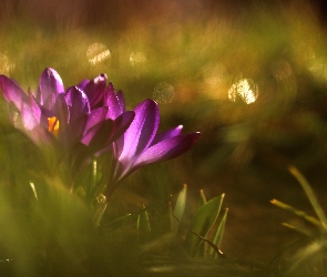Fioletowe, Kwiaty, Krokusy