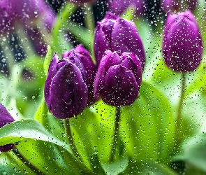 Tulipany, Krople, Fioletowe