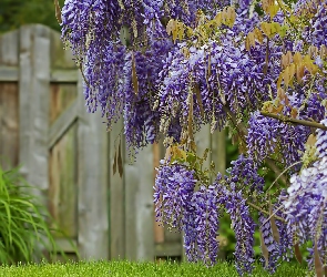 Kwiaty, Płot, Wisteria