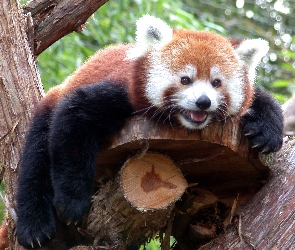 Panda, Pandka ruda, Drzewo, Zieleń, Czerwona