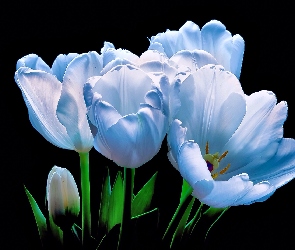 Tulipany, Białe