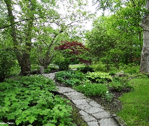Park, Kamienie, Drzewa