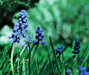 Niebieskie, Zieleń, Szafirek, Kwiaty