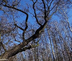 Drzewo, Niebo, Gałęzie