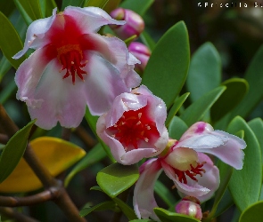 Hoya Mięsista, Makro, Bluszcz, Woskowa