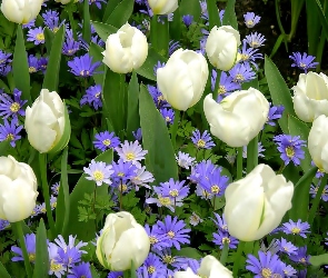 Białe, Kwiaty, Niebieskie, Tulipany