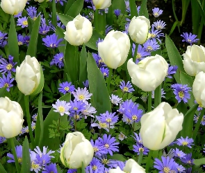 Kwiaty, Niebieskie, Białe, Tulipany