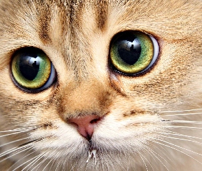 Oczy
, Kot