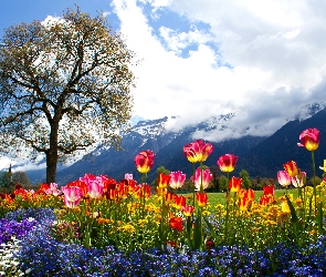 Kolorowe, Góry, Drzewo, Tulipany