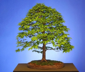 Drzewko bonsai