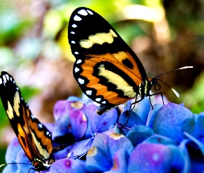 Kwiaty, Motyle