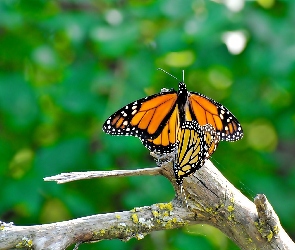 Motyl Monarchy, Gałąź, Owad