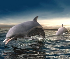 Delfiny, 3D