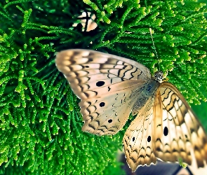 Owad, Motyl