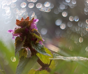 Roślina, Bokeh, Jasnota Purpurowa