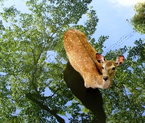 Sarenka, Odbicie