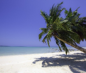 Lato, Plaża, Palma, Morze