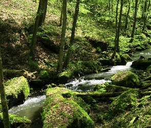 Drzewa, Strumyk, Las