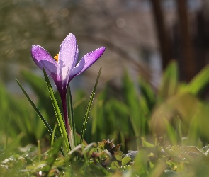 Krokus, Kwiat, Fioletowy