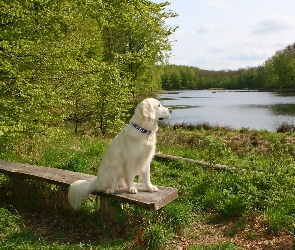 Piesek, Las, Jezioro, Ławka, Biały