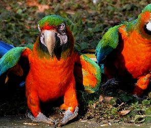 Dwie, Ary, Papugi