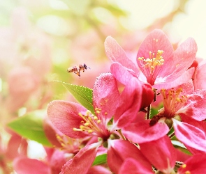 Kwiaty, Pszczoła, Kwiatki