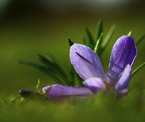 Krokus, Płatki, Fioletowy