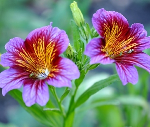 Petunia, Listki