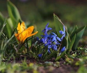 Krokusy, Kwiaty, Cebulice Syberyjskie