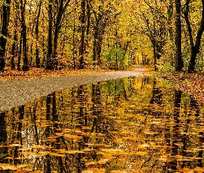 Droga, Las, Kałuża, Odbicie, Drzewa