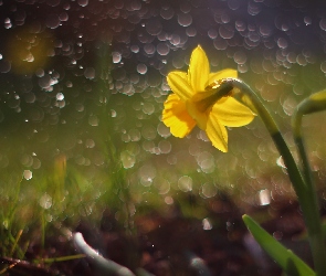 Bokeh, Kwiat, Żonkil, Żółty