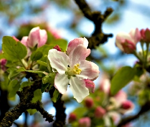 Jabłoń, Kwitnąca