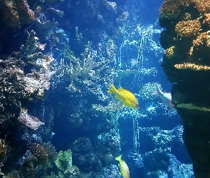 Burgers, Rafa Koralowa, Holandia, ZOO, Oceanarium