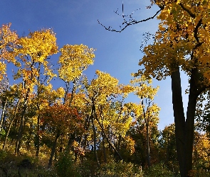 Jesień, Drzewa