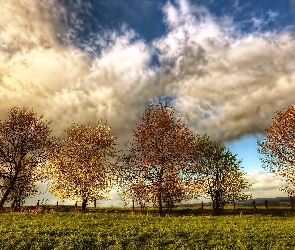 Łąka, Drzewa, Chmury