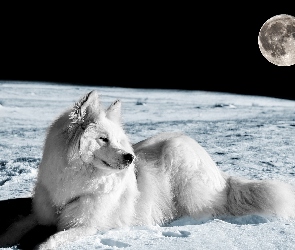 Planeta, Pies, Księżyc, Biały, Kosmos