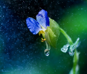 Niebieski, Deszcz, Makro, Krople, Kwiat