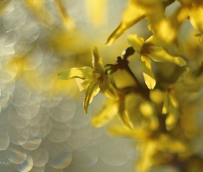 Krzew, Kwiaty, Forsycja, Żółte
